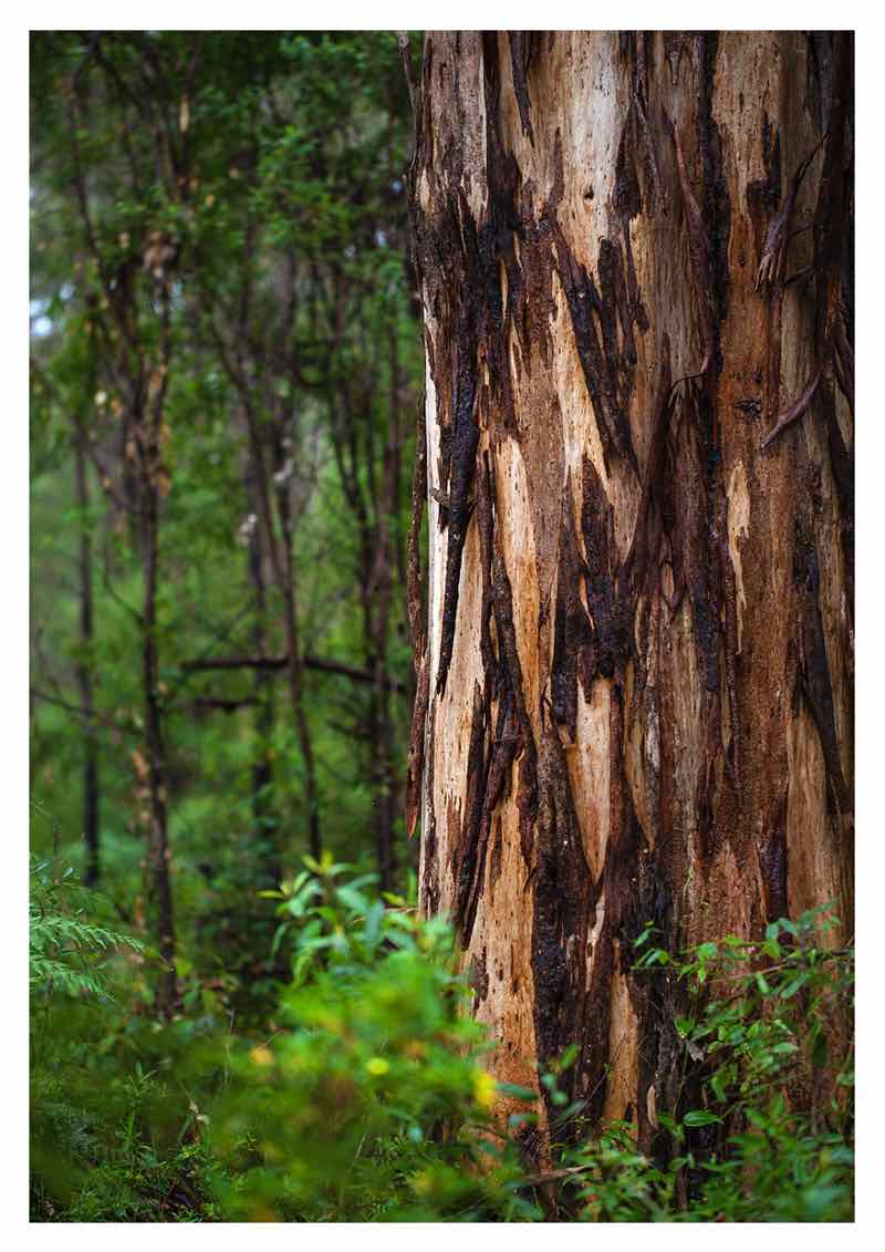 Pemberton Barefoot Gallery